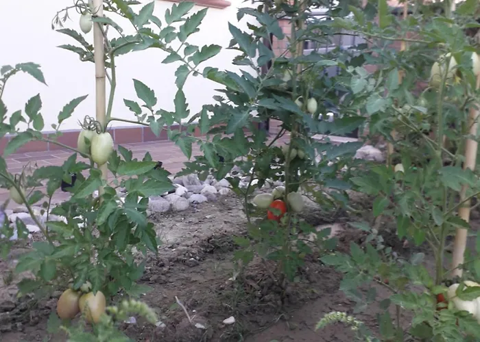 Alojamento de Acomodação e Pequeno-almoço La Soffitta 3*